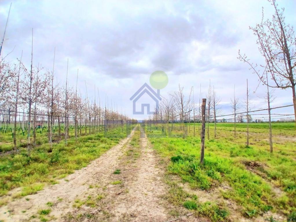 immagine annuncio 9 di 12