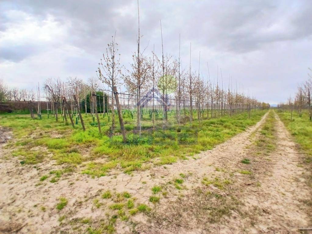 immagine annuncio 10 di 12