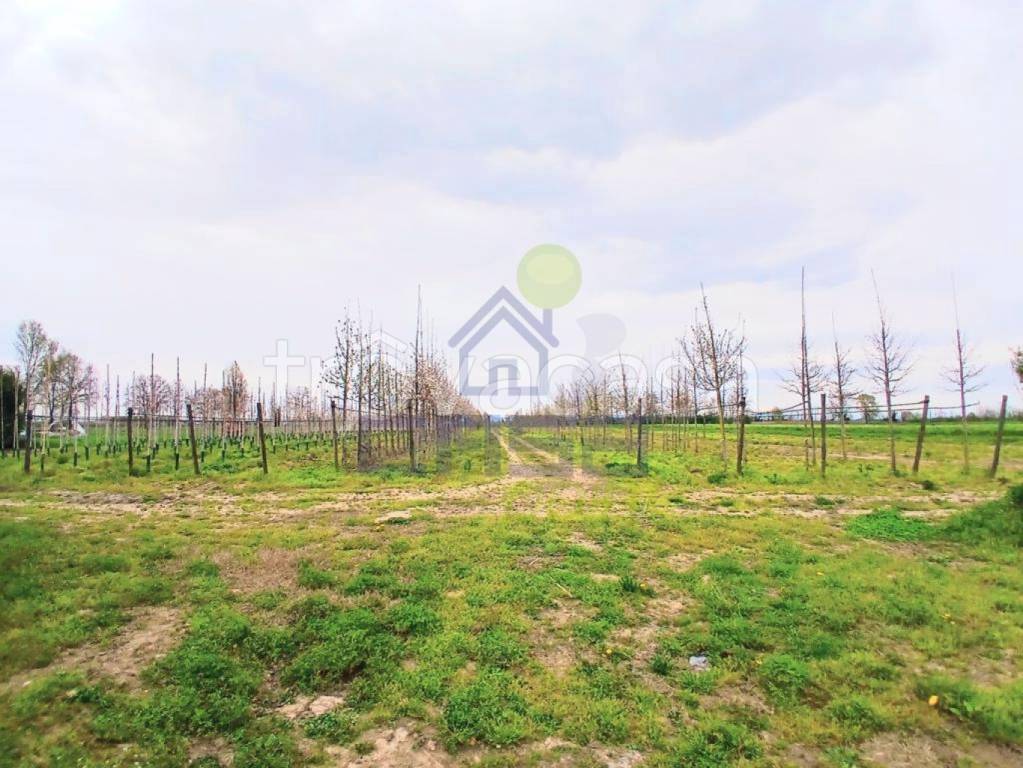 immagine annuncio 11 di 12