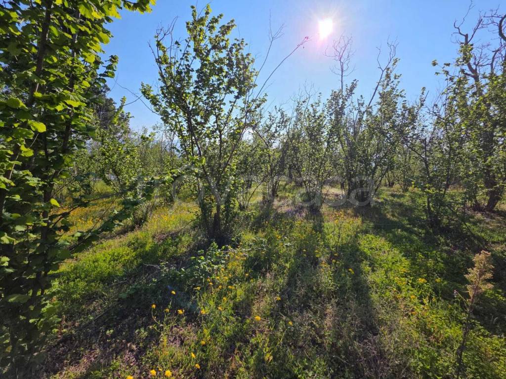 immagine annuncio 5 di 9