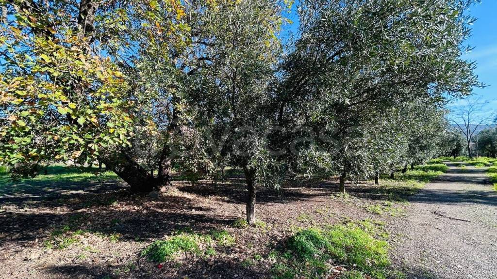 immagine annuncio 6 di 12