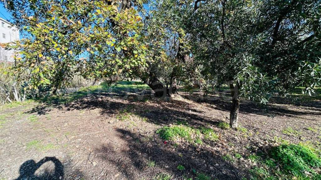 immagine annuncio 7 di 12