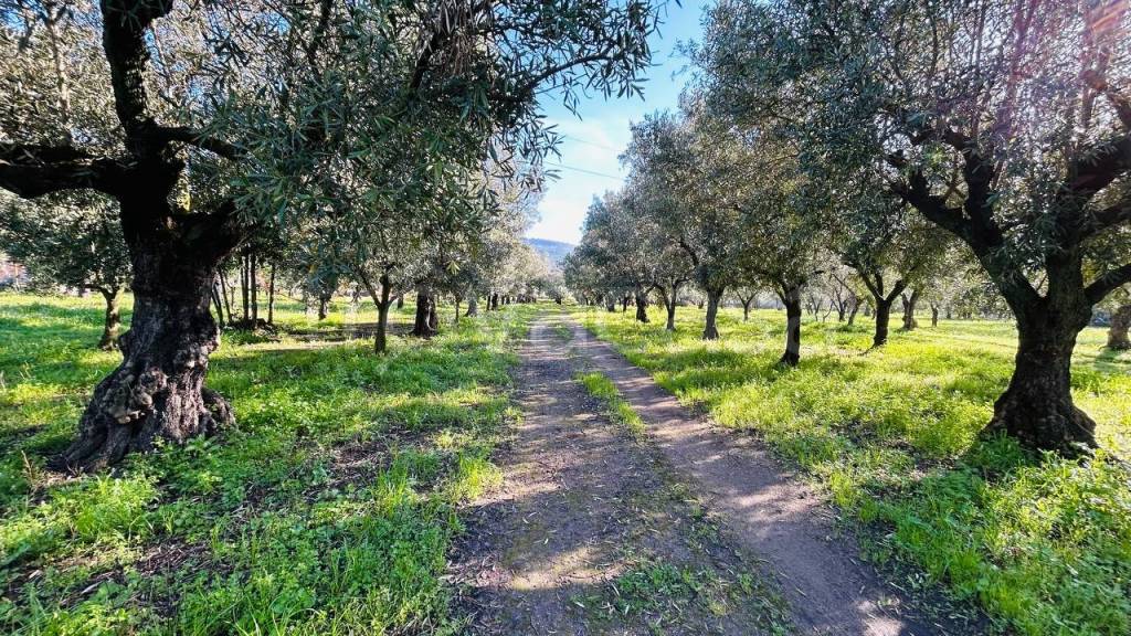 immagine annuncio 8 di 12