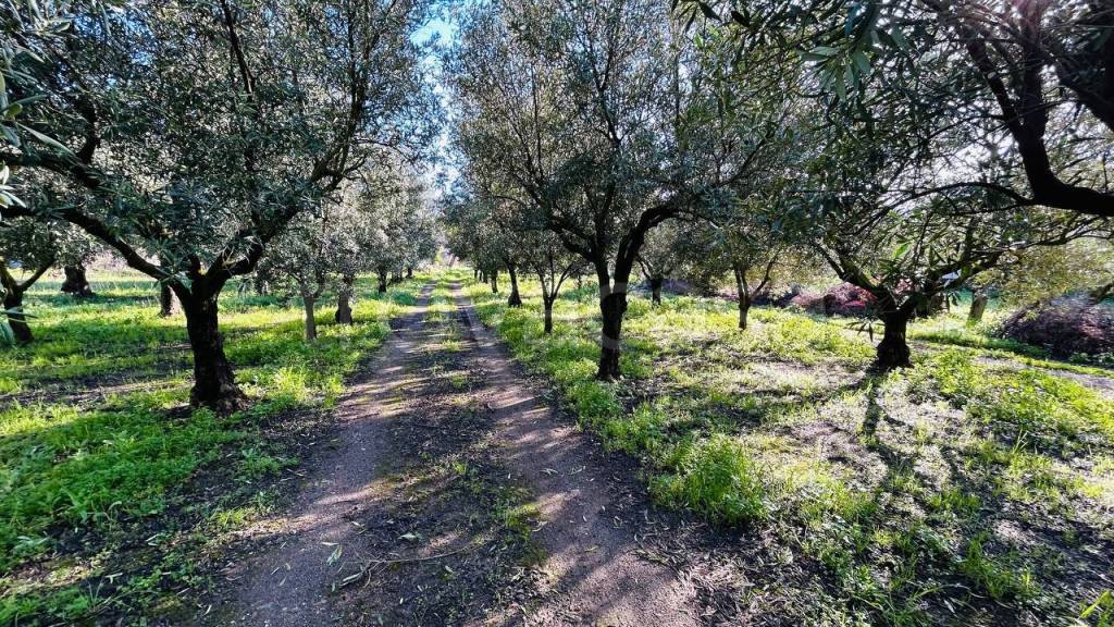 immagine annuncio 2 di 12