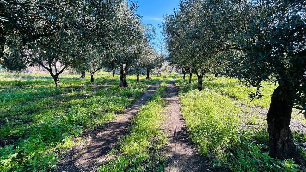 immagine annuncio 9 di 12