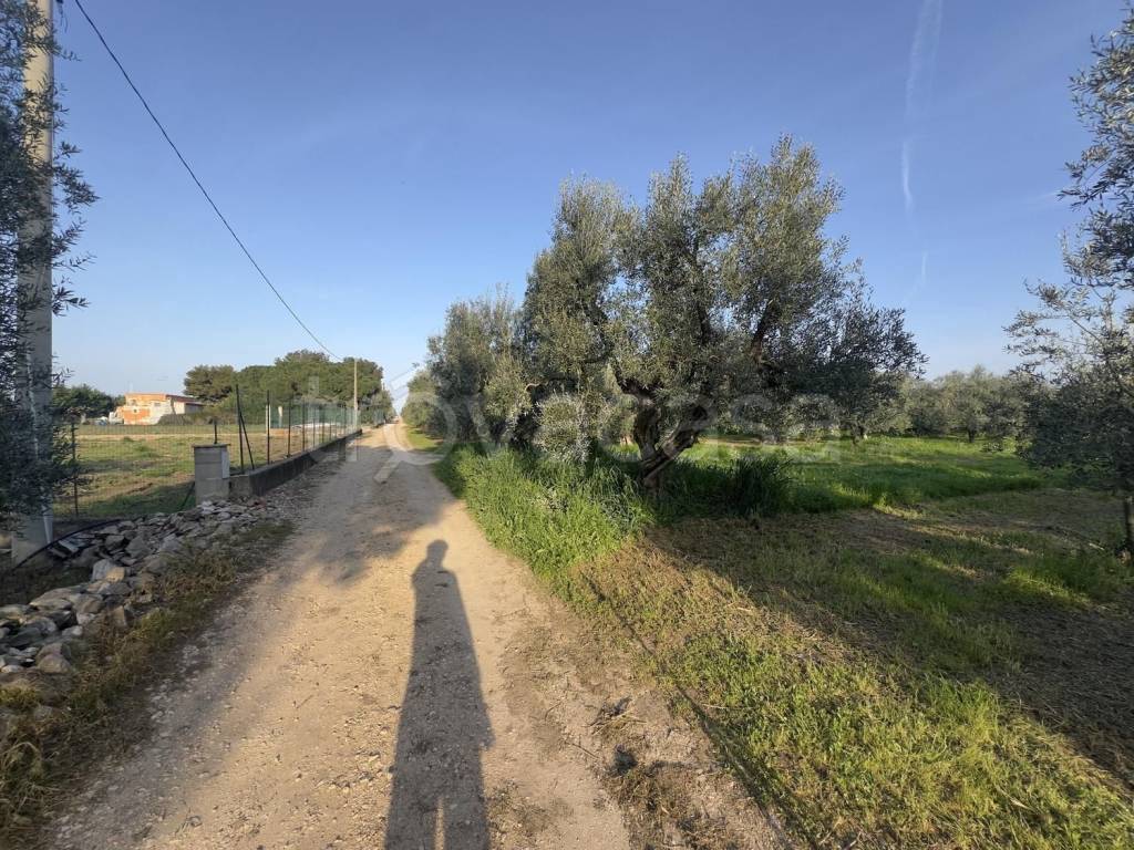 immagine annuncio 2 di 8