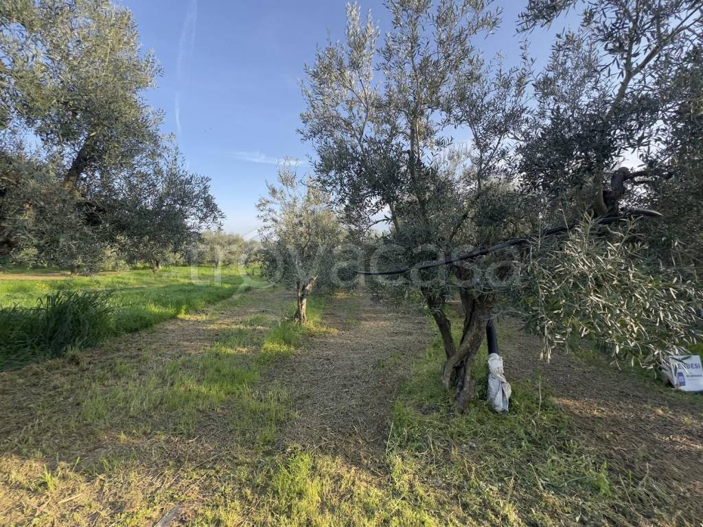 immagine annuncio 3 di 8