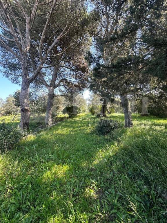 immagine annuncio 5 di 7