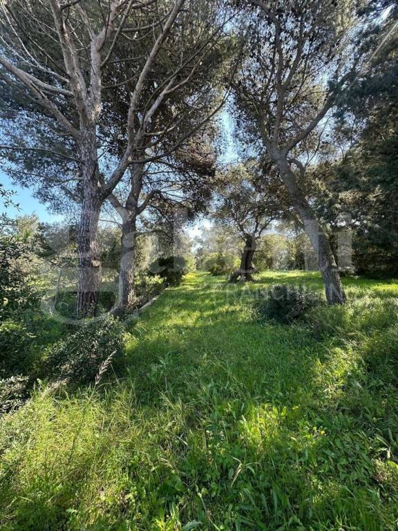 immagine annuncio 6 di 7