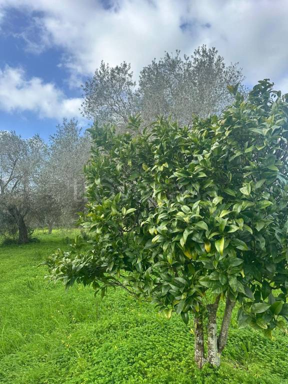 immagine annuncio 8 di 13