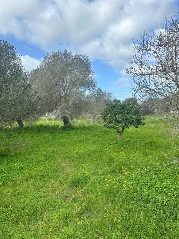 immagine annuncio 10 di 13