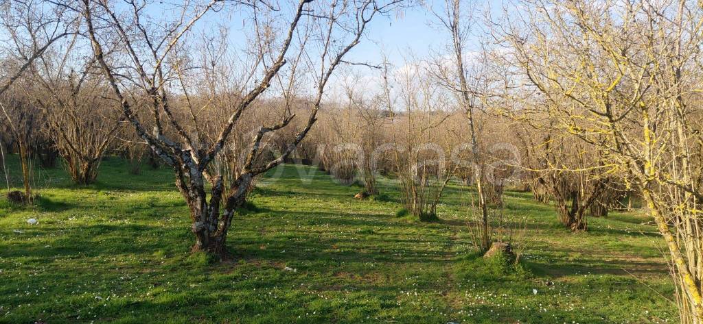 immagine annuncio 7 di 9