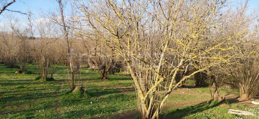 immagine annuncio 8 di 9