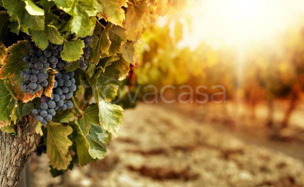 immagine annuncio 4 di 7