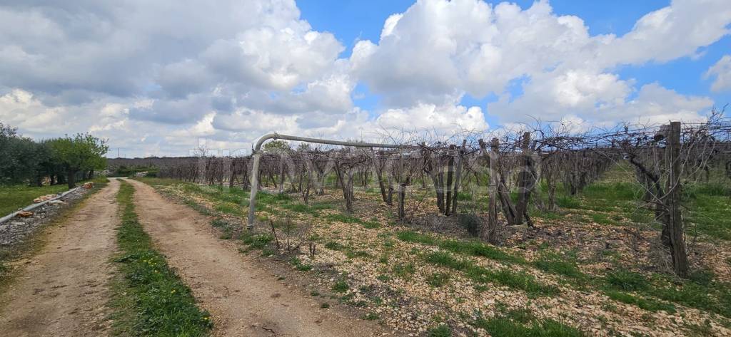 immagine annuncio 3 di 14