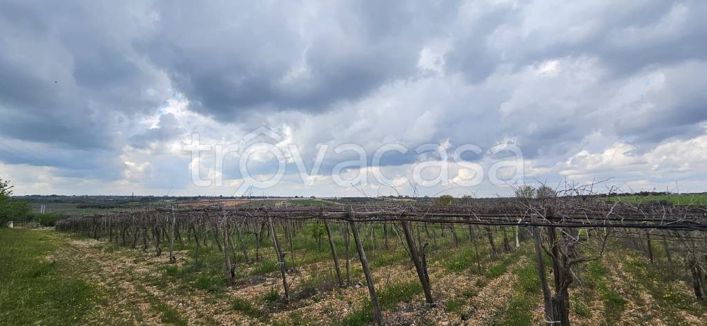 immagine annuncio 4 di 14