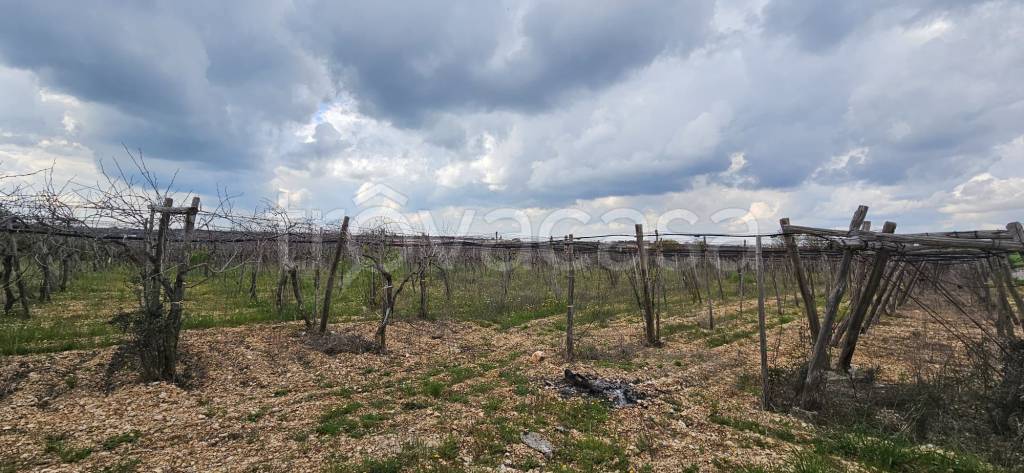 immagine annuncio 5 di 14