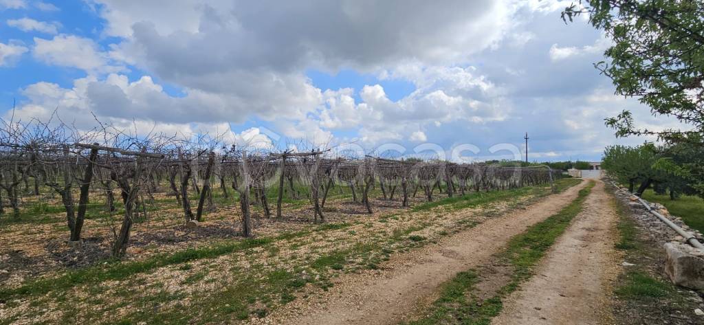 immagine annuncio 6 di 14