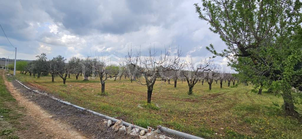 immagine annuncio 8 di 14