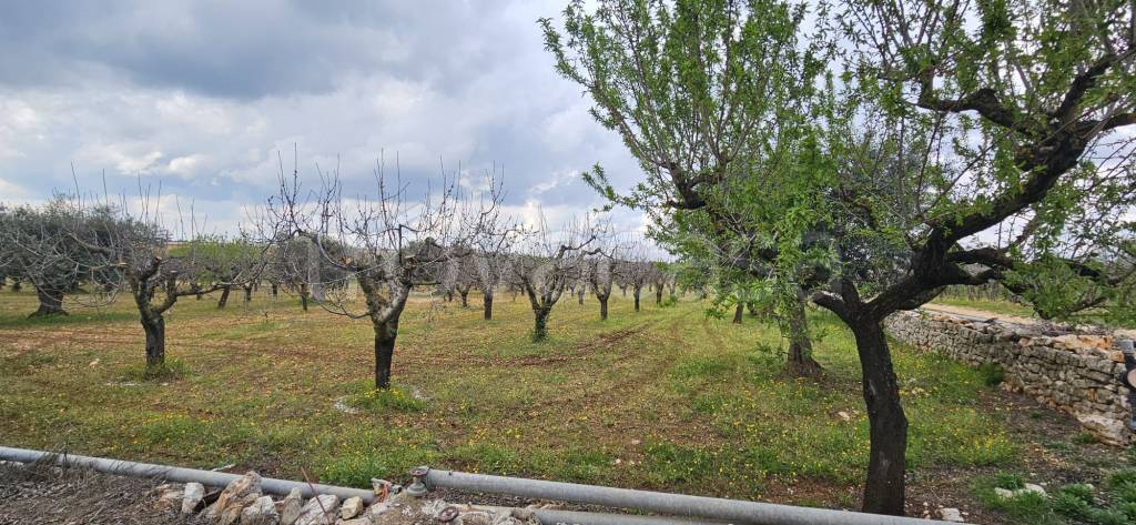 immagine annuncio 9 di 14