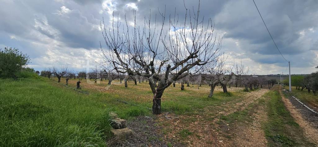 immagine annuncio 11 di 14