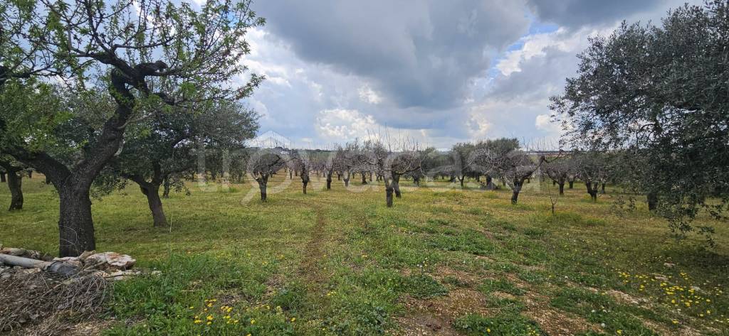 immagine annuncio 12 di 14