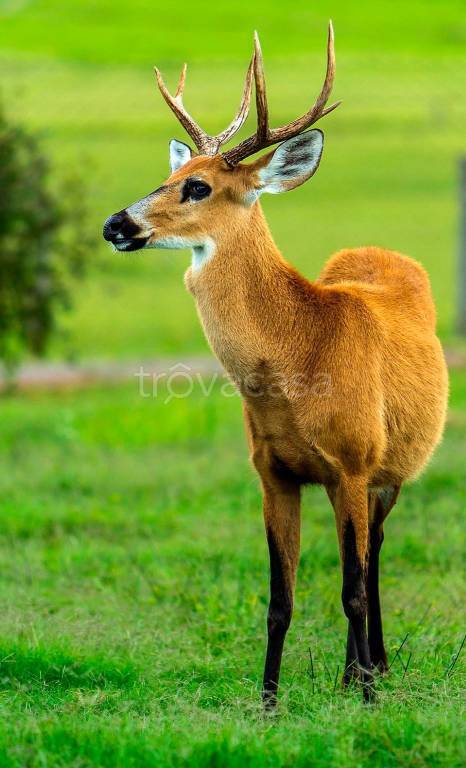 immagine annuncio 8 di 9