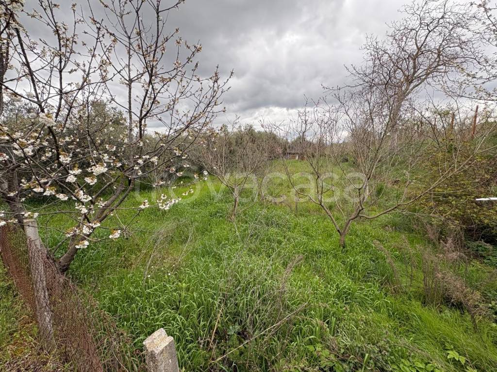 immagine annuncio 6 di 13