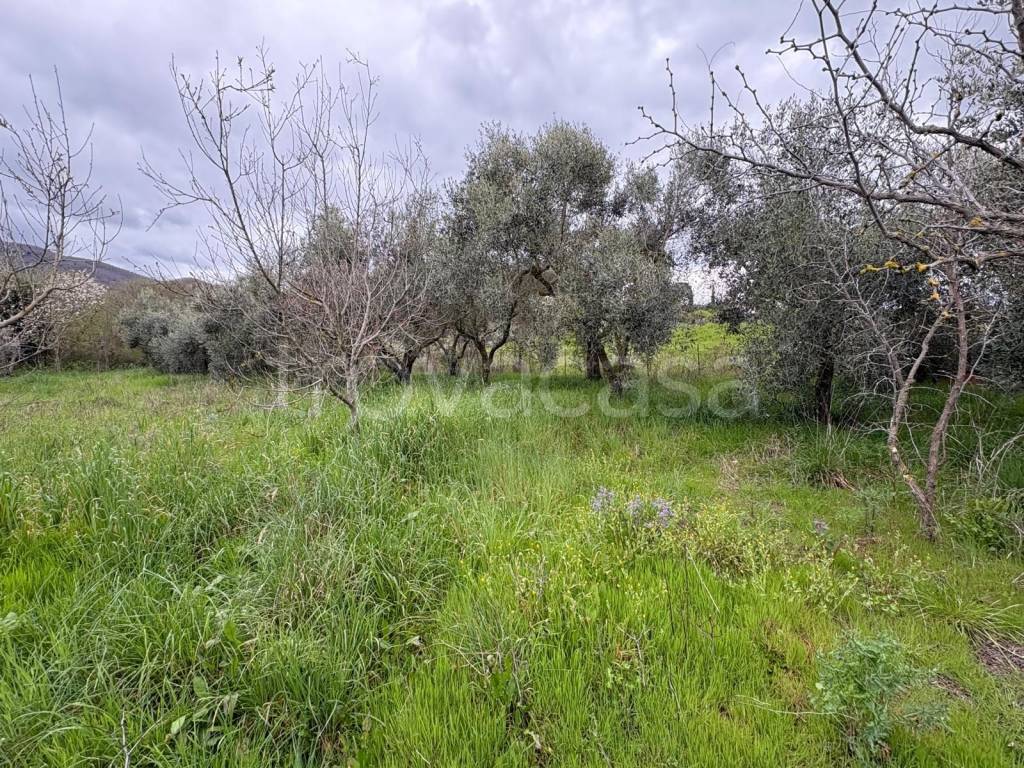 immagine annuncio 7 di 13