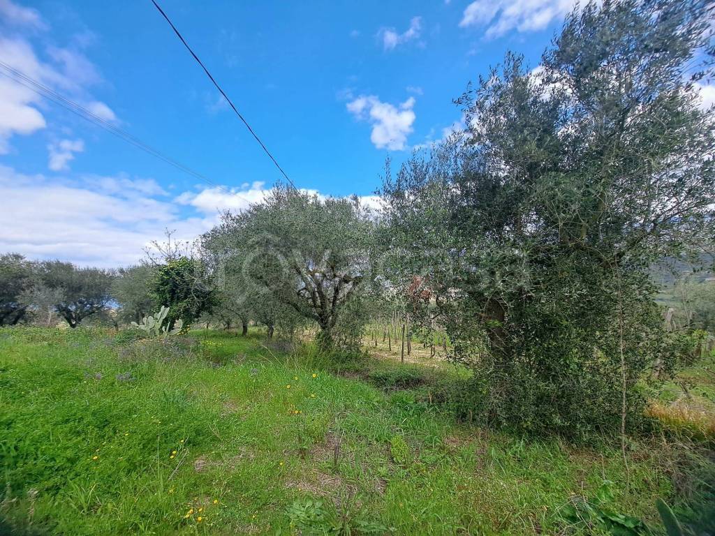 immagine annuncio 7 di 11