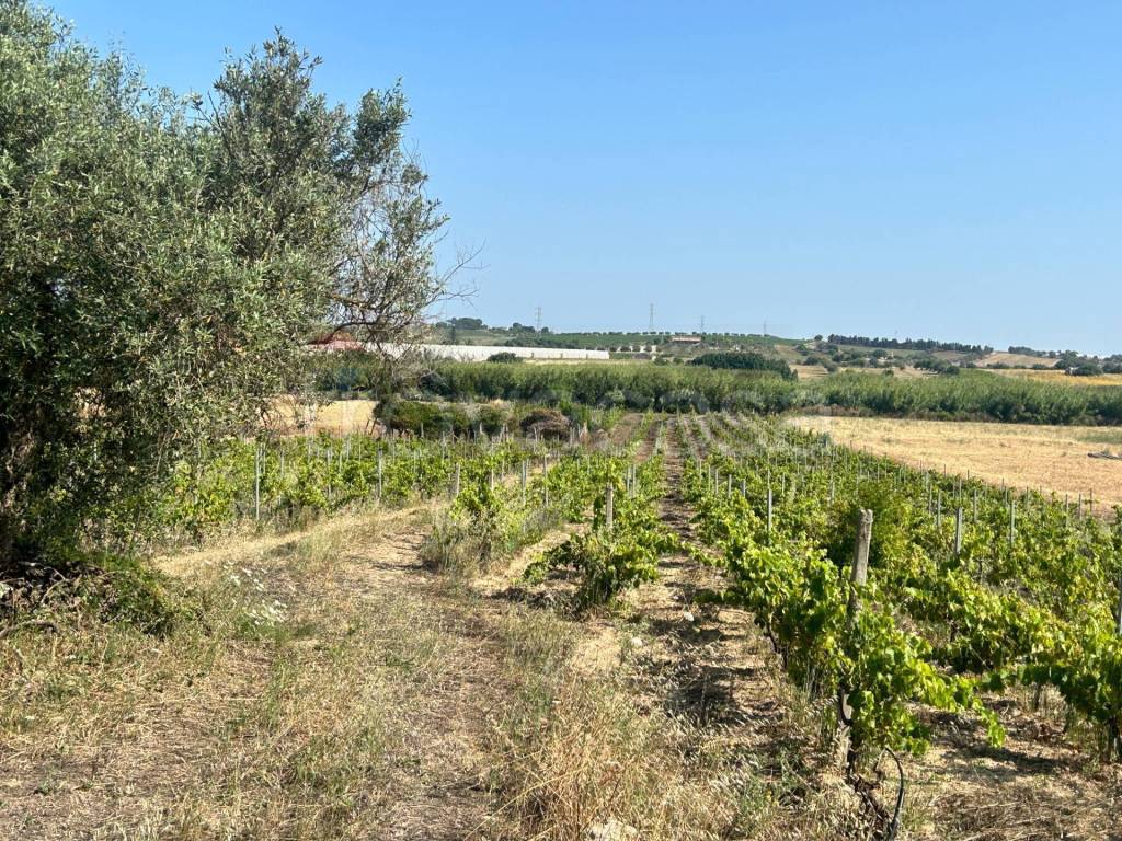 immagine annuncio 9 di 12