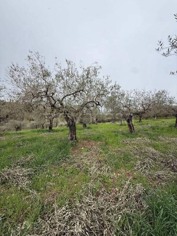 immagine annuncio 4 di 8