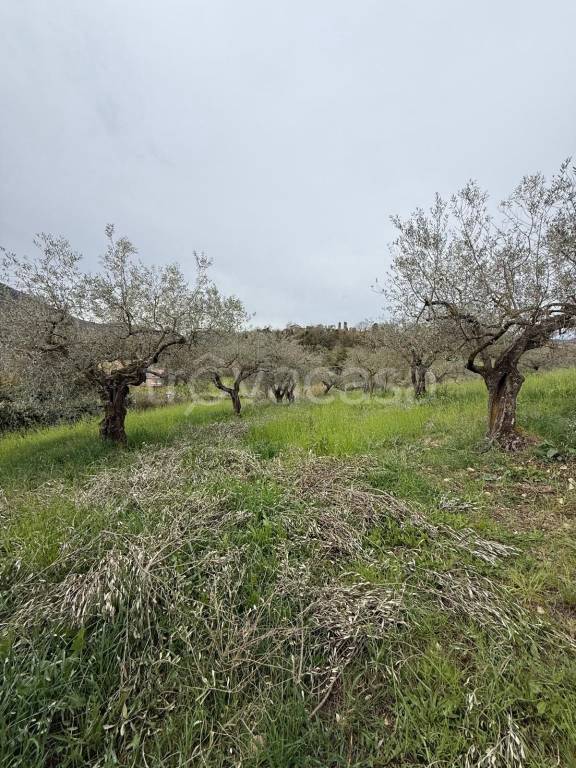 immagine annuncio 5 di 8