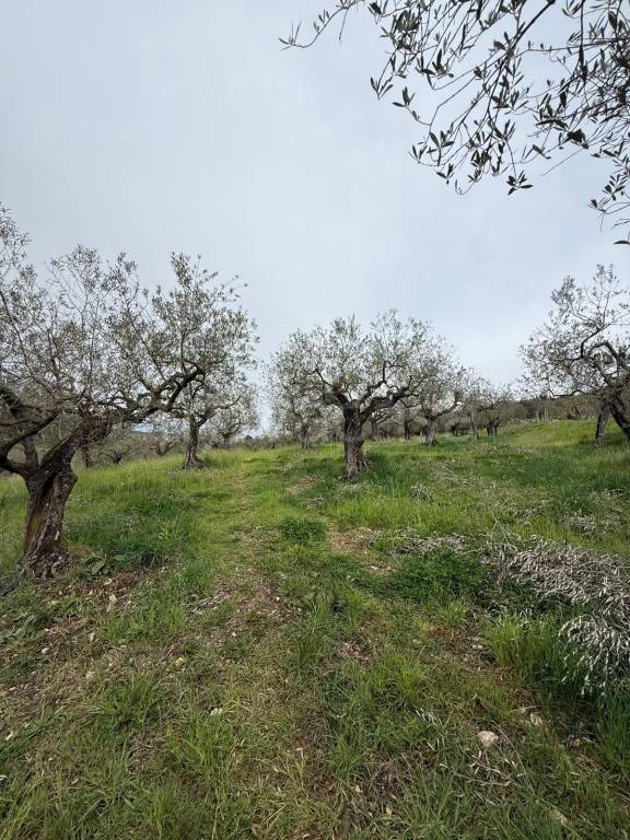 immagine annuncio 6 di 8