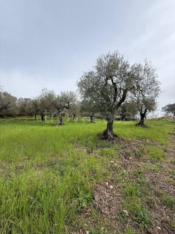 immagine annuncio 3 di 7