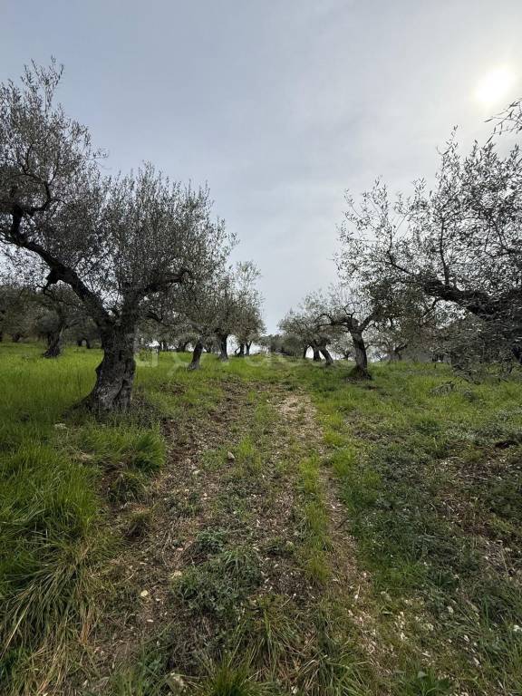 immagine annuncio 5 di 7