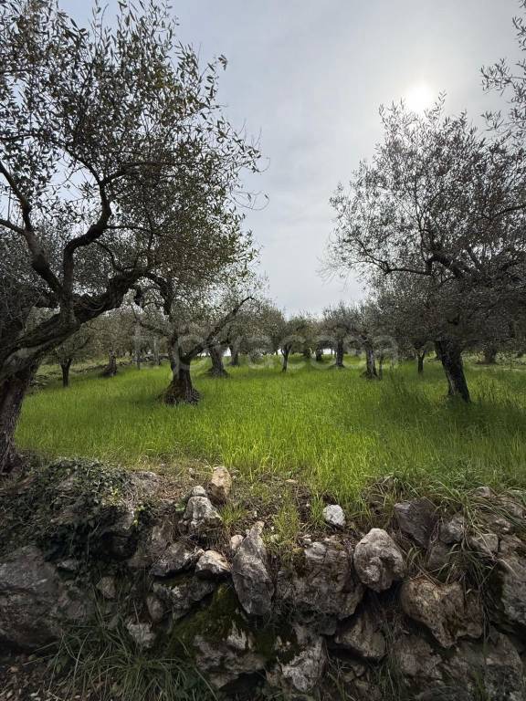 immagine annuncio 2 di 7