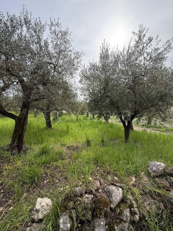 immagine annuncio 1 di 7