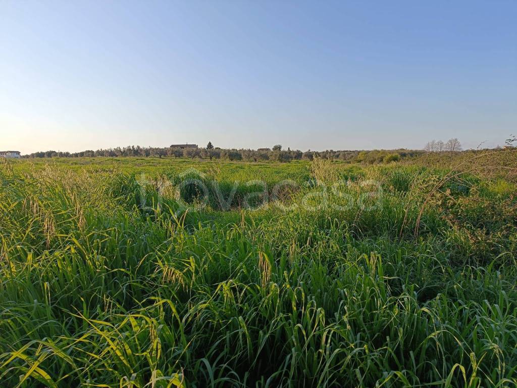 immagine annuncio 3 di 6