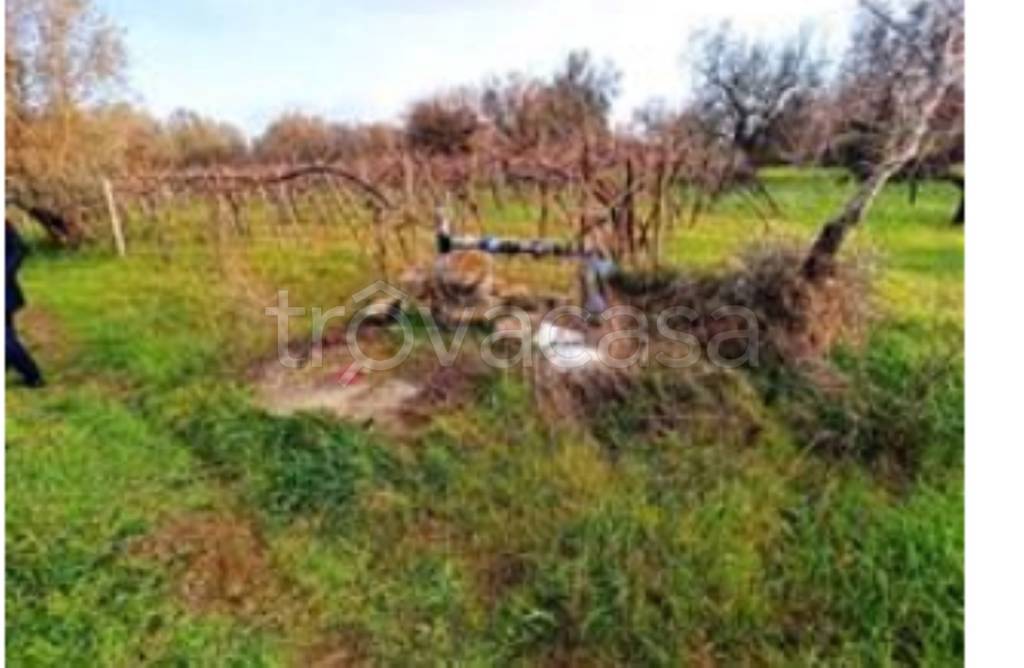 immagine annuncio 9 di 13