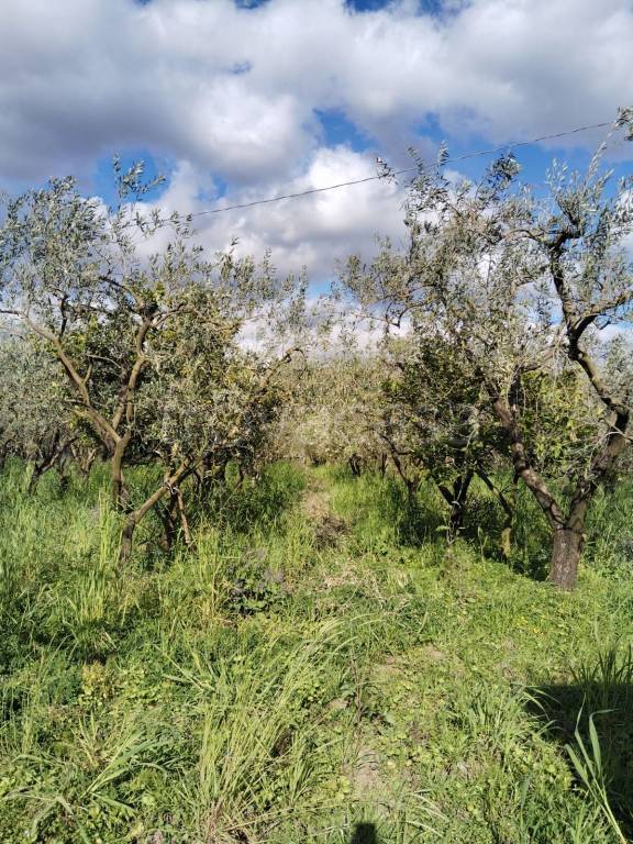 immagine annuncio 3 di 6