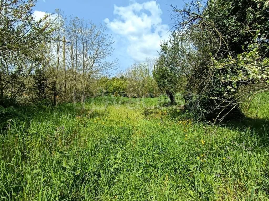 immagine annuncio 4 di 11