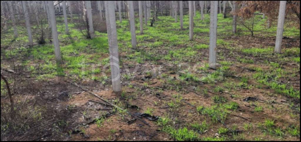 immagine annuncio 10 di 14