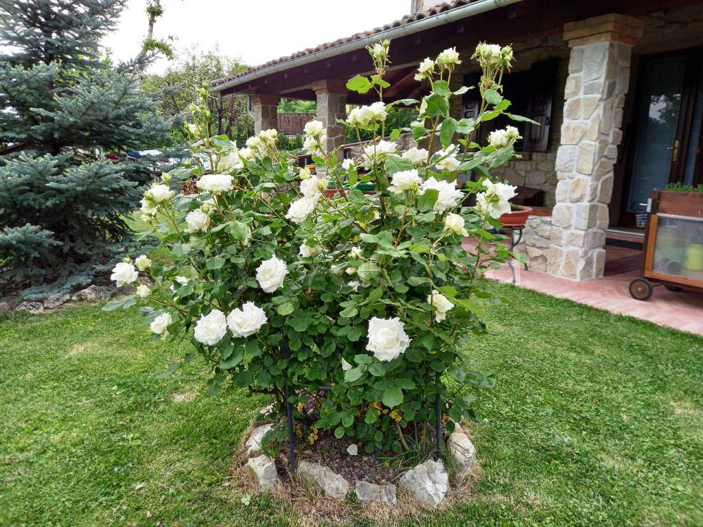 immagine annuncio 10 di 15