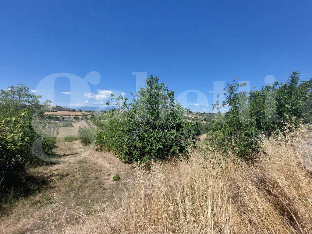 immagine annuncio 2 di 4