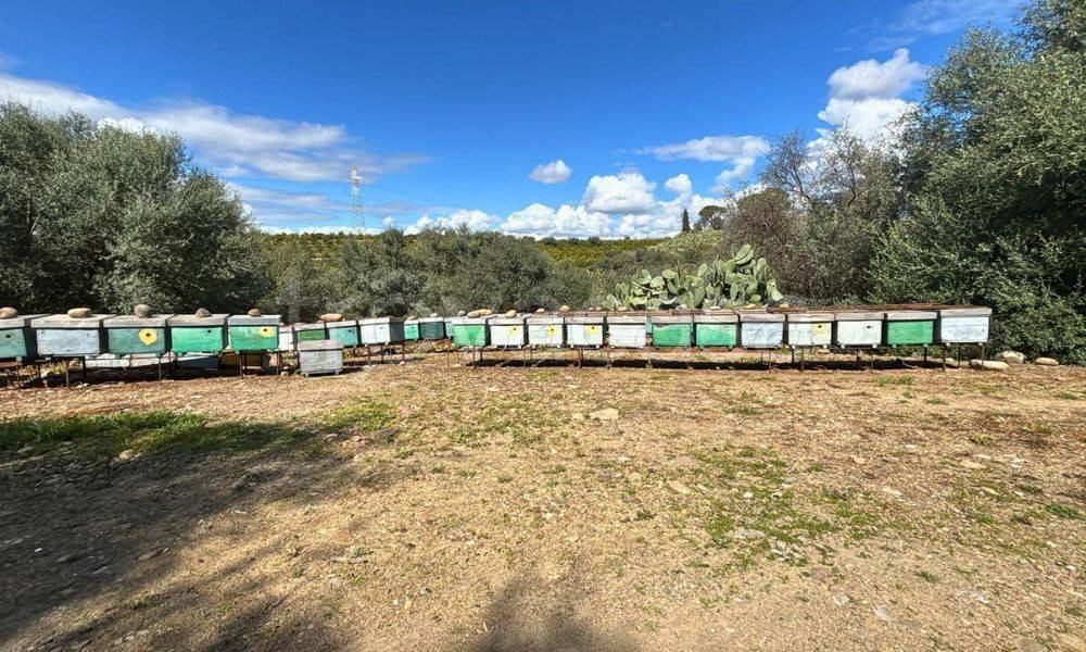 immagine annuncio 2 di 8