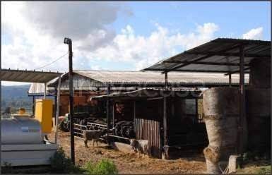 immagine annuncio 7 di 8