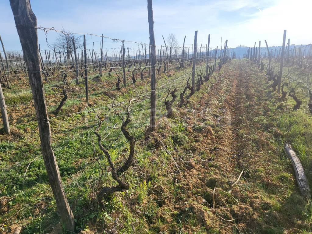 immagine annuncio 4 di 6