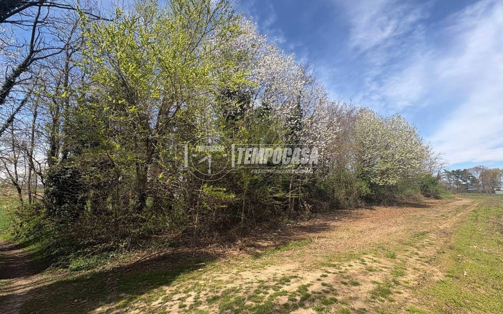 immagine annuncio 4 di 7