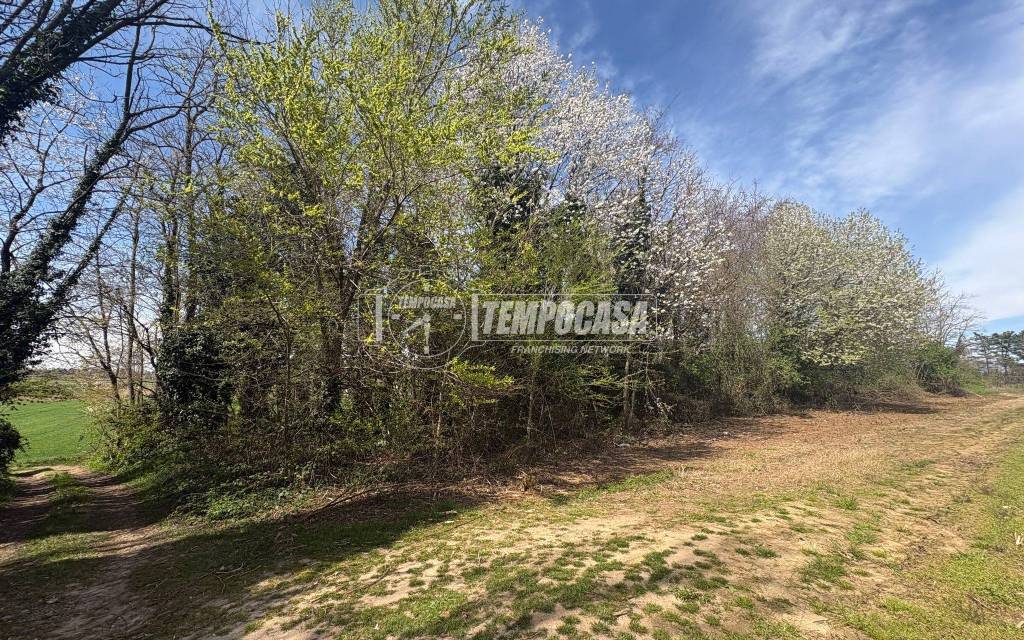 immagine annuncio 5 di 7